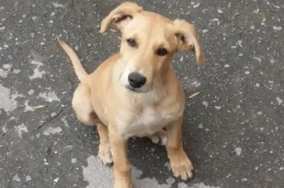 Пропала собака в Волгодонске, помогите найти!