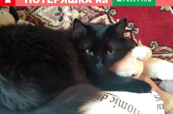 Кошки потеряшки, Москва, фото: Потеряшка кошка на Бирюлевской улице!