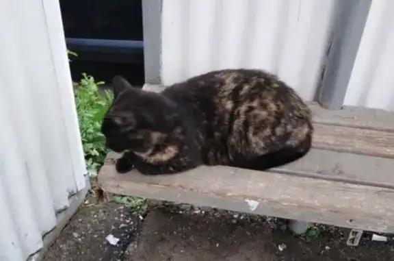Потерянная кошка на остановке в Костроме