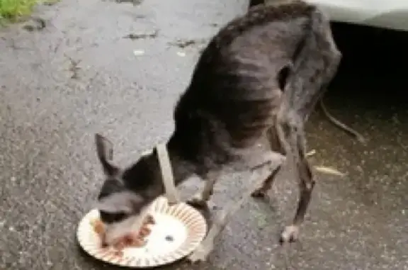 Найдена собака, Москва, фото: Найден кобель левретки в Ильинском селе, Красногорский район