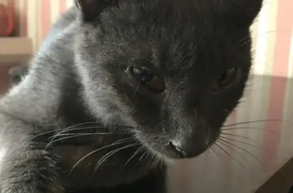 Найдена кошка на аллее Рахова, г. Саратов, Кировский район