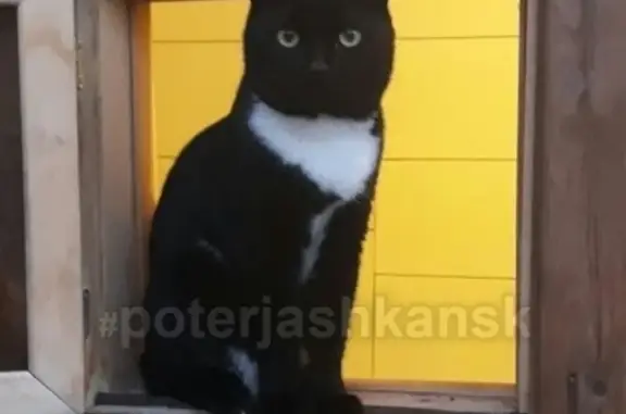 Кошки потеряшки, Новосибирск, фото: Потеряшка кот в СНТ Высота, Новосибирск