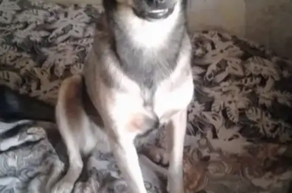 Пропала собака в Новосибирске на улице Столетова