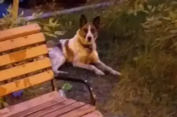 Найдена белая собака в Химках, Клязьма, Город Набережных
