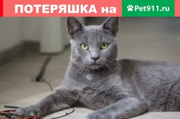 Пропала Русская Голубая кошка в Юдино, вознаграждение.