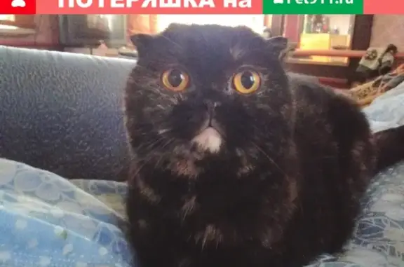 Найдена кошка в Дмитровском районе, черепахового окраса, вислоухая.