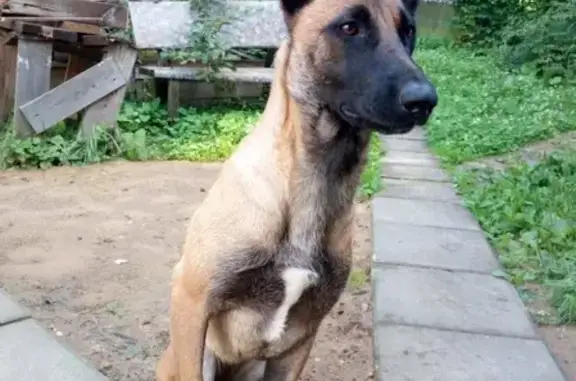 Найдена доброжелательная собака в Фрязино