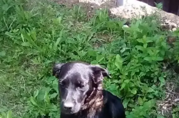 Найдена черная собака в Московской области