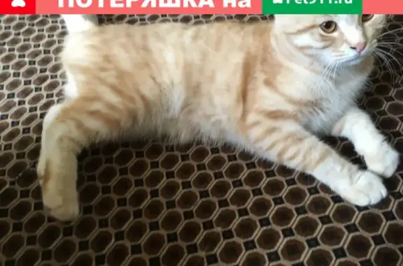Пропала кошка в Малаховке, Московская обл.