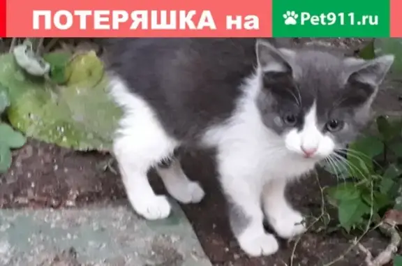 Найдена собака Котик на ул. Краснодокская, 45