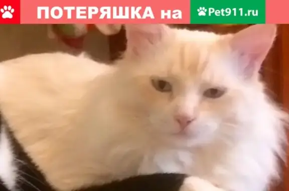 Пропала кошка в д. Пласкинино, Раменский район, МО