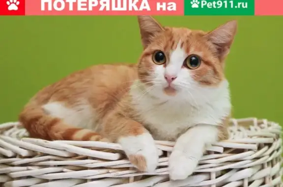 Пропала кошка в жилом комплексе НОВЫЙ МЫС 2.0, Тюмень