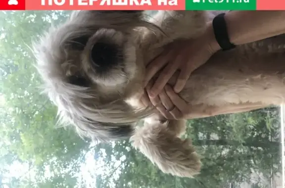 Найдена породистая собака возле м. Пролетарская, клеймо AOW 2703.