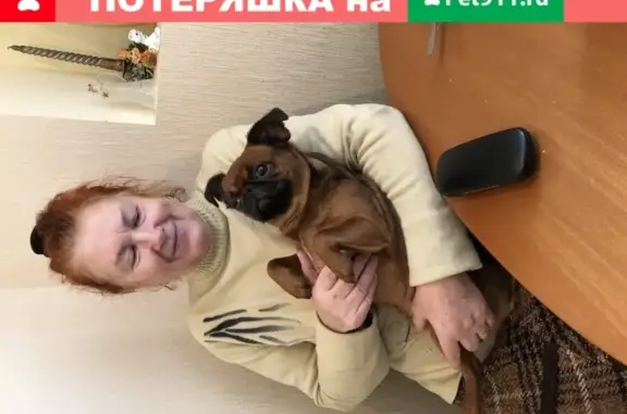 Пропала собака в Дзержинске, Нижегородская обл.
