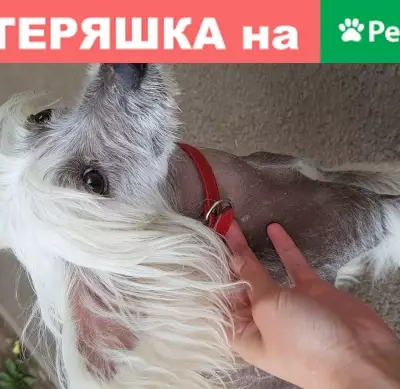 Собака с красным ошейником найдена в Братске на Мира 6-8.