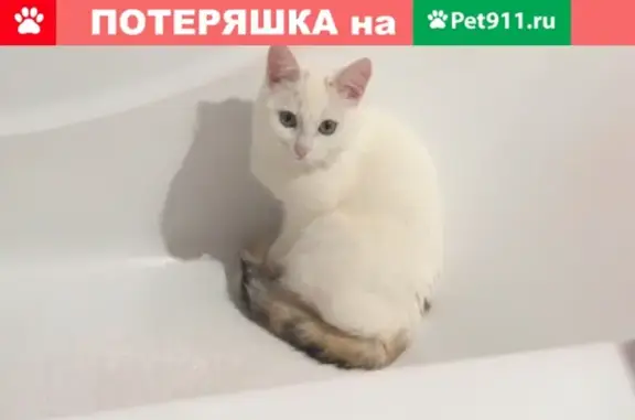 Пропала кошка в Богдановиче, район Пищевиков 38