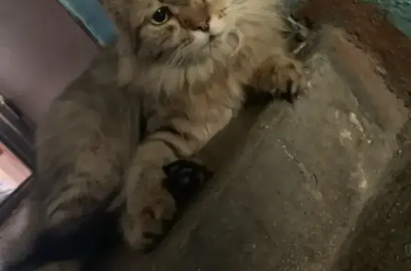 Найдена кошка на ул. Комарова 12, ищем хозяина