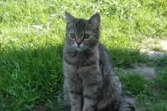 Пропала кошка Марта на Невской улице