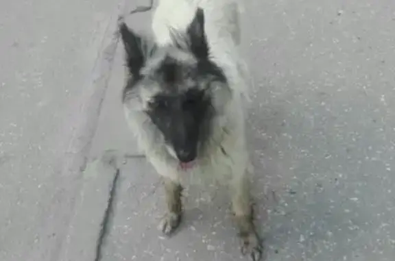 Найдена собака в Нижнем Новгороде - помогите найти хозяина!
