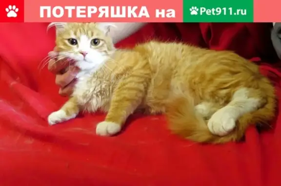 Найден домашний котенок возле ТРЦ Европа в Рязани