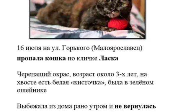 Пропала кошка в Малоярославце на улице Горького