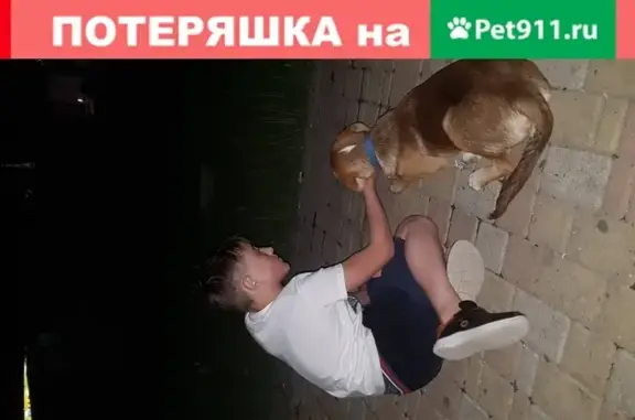 Собака на Володарского, Ессентуки, Россия.