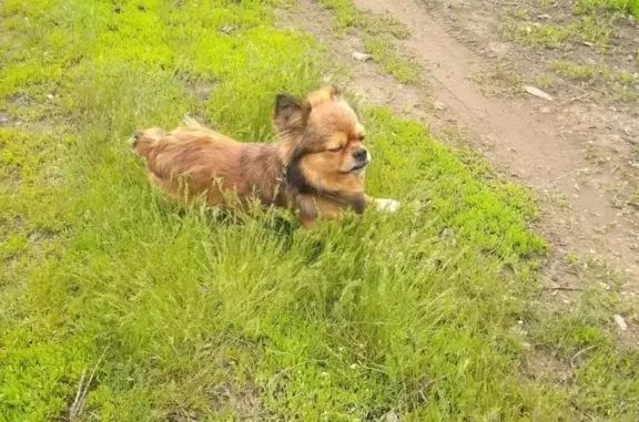 Пропала собака Тиго в Котово, Волгоградская область