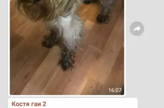 Найдена собака на улице Литвина-Седого, Москва
