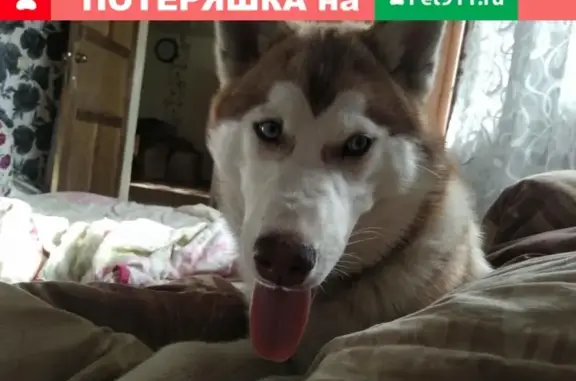 Пропала собака Хаски в Новомосковске