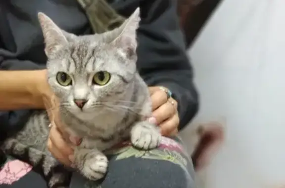 Найдена кошка в Казани на ул. Горсоветская - Вахитова