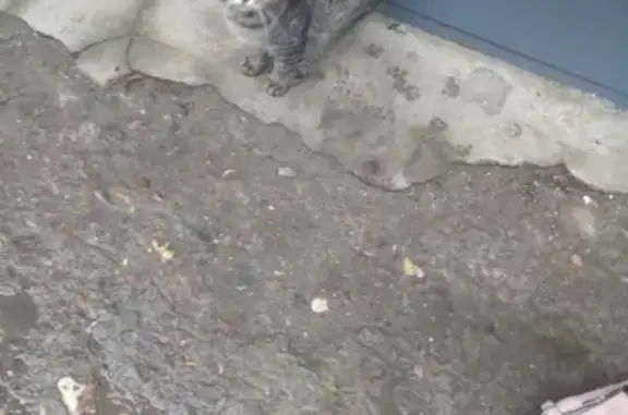 Найден кот на Набережной Афанасьева, Тверь