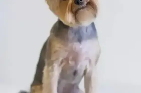 Собаки потеряшки, садоводческое некоммерческое товарищество Воронцово, фото: Потеряшка собака в СНТ 