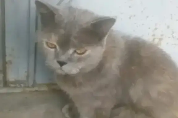 Худая кастрированная кошка найдена на ул. Коммунаров, 188