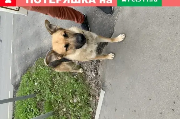 Собака на Новой Московской в Опалихе