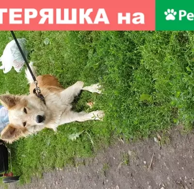 Найдена собака на пр. Шокальского, д.4, Москва