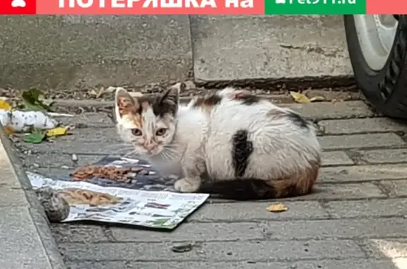 Найдена пугливая кошка в Калининграде