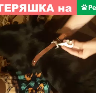 Найден черный лабрадор на ул. Олега Кошевого