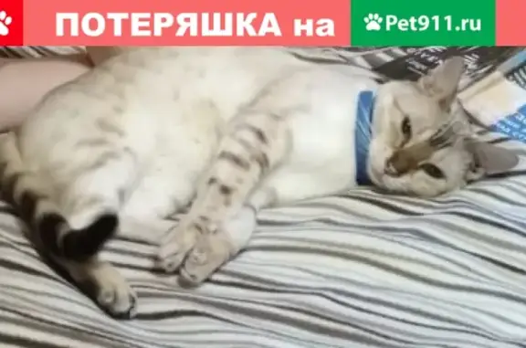 Объявления о пропавших и найденных животных, Санкт-Петербург, фото: Пропала кошка в Ленобласти, адрес: Центральная улица, 3
