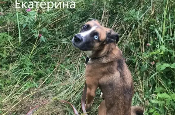Собака найдена в Москве, Митино