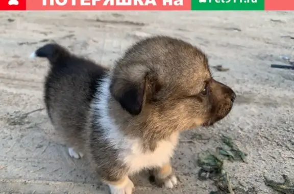 Найден щенок на улице Калинина, Клинцы, Россия