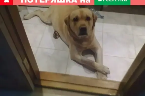 Пропала собака Ави на Московской 112А (35 символов)