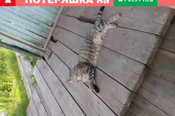 Кошки потеряшки, Прииртышский, фото: Потеряшка кошка с особой приметой в Прииртышском, Тюменская обл.