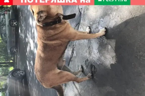 Найдена собака у дома 9 на Набережной Новикова-Прибоя в Москве
