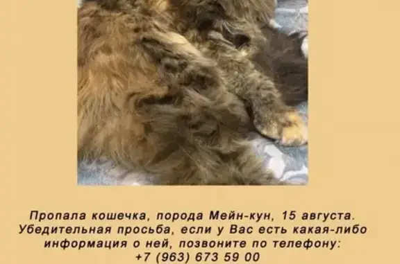 Пропала кошка Руна в Наро-Фоминске
