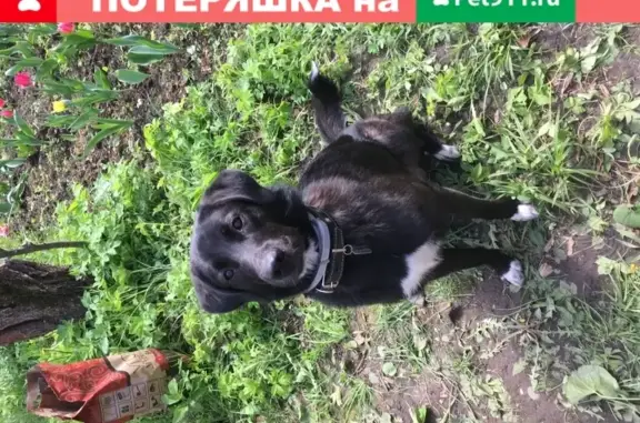 Пропала собака в Сандарово, Московская обл. (16.07)