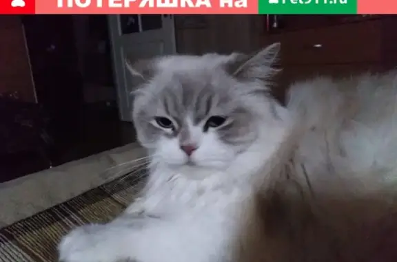 Найдена кошка в районе шуваловских озёр, СПб