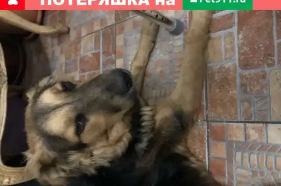 Найдена умная собака на Солнечной улице в Самаре