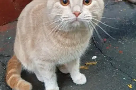 Кошка найдена на Булатниковском проезде 2А