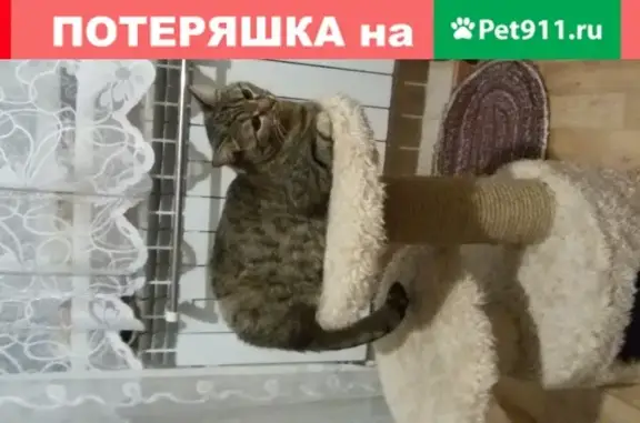 Пропала кошка Буся на улице Изумрудной, Бердск, Россия