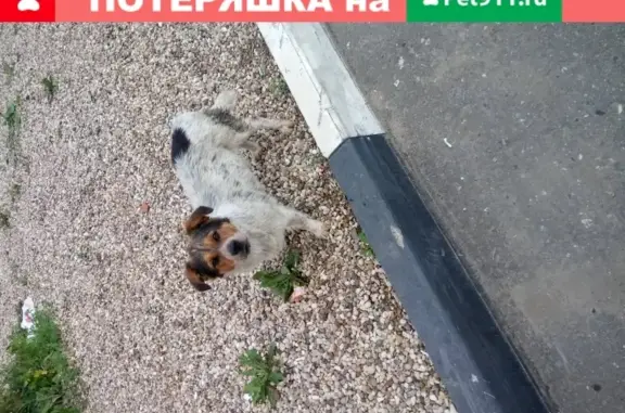 Найден пёсик в Новопетровском, Истринского района